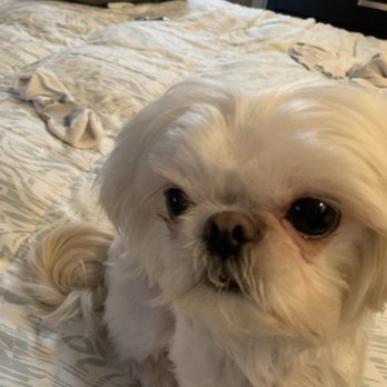 Dog Charm Studio - Pet Groomers Near Me - Scarsdale, New York Dog Charm Studio - Pet Groomers Near Me - Scarsdale, New York