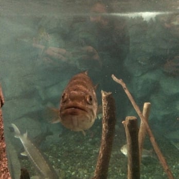 Bass Pro Shops - ...where you see little guys like this!  Can't catch them though. - Outdoor Gear Near Me - Manteca, California