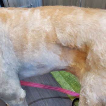 Paw Spa - Uneven trim - Pet Groomers Near Me - Alexandria, Virginia