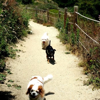 Marcella & Pups By the Beach! - Great trails in The Presidio, SF - Pet Sitting Near Me - Pacifica, California Marcella & Pups By the Beach! - Great trails in The Presidio, SF - Pet Sitting Near Me - Pacifica, California