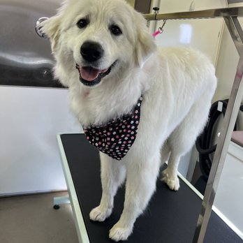 Paws and Claws Mobile Pet Spa - Stormy large bath and deshed - Pet Groomers Near Me Paws and Claws Mobile Pet Spa - Stormy large bath and deshed - Pet Groomers Near Me