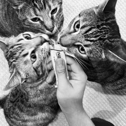 Valley Pet Sitting - 3 Way Treat!
