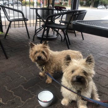 Rhodeside Grill - Nitro and Harley two of arlingtons most famous dogs - American Near Me - Arlington, Virginia Rhodeside Grill - Nitro and Harley two of arlingtons most famous dogs - American Near Me - Arlington, Virginia