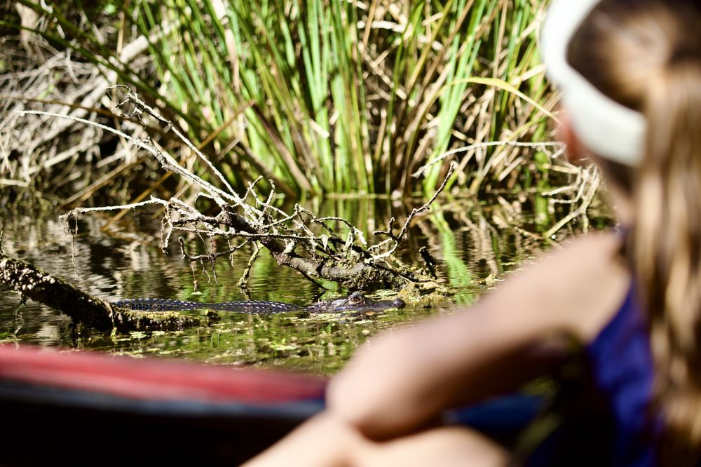 Tour The Glades - Private Wildlife Tours Logo