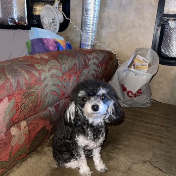 TENDER LOVING CARE PETS GROOMING - Updated January 2025 - 63 