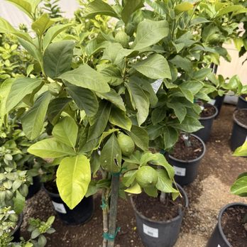 Cherry Valley Nursery & Landscape Supply - Lemon eureka 5 gal $72.99 - Nurseries & Gardening Near Me - Cherry Valley, California Cherry Valley Nursery & Landscape Supply - Lemon eureka 5 gal $72.99 - Nurseries & Gardening Near Me - Cherry Valley, California