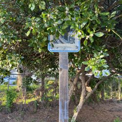 Hidden Lake Park - Do you think they'll get mad if I bring my plant clipping shears next time I visit?