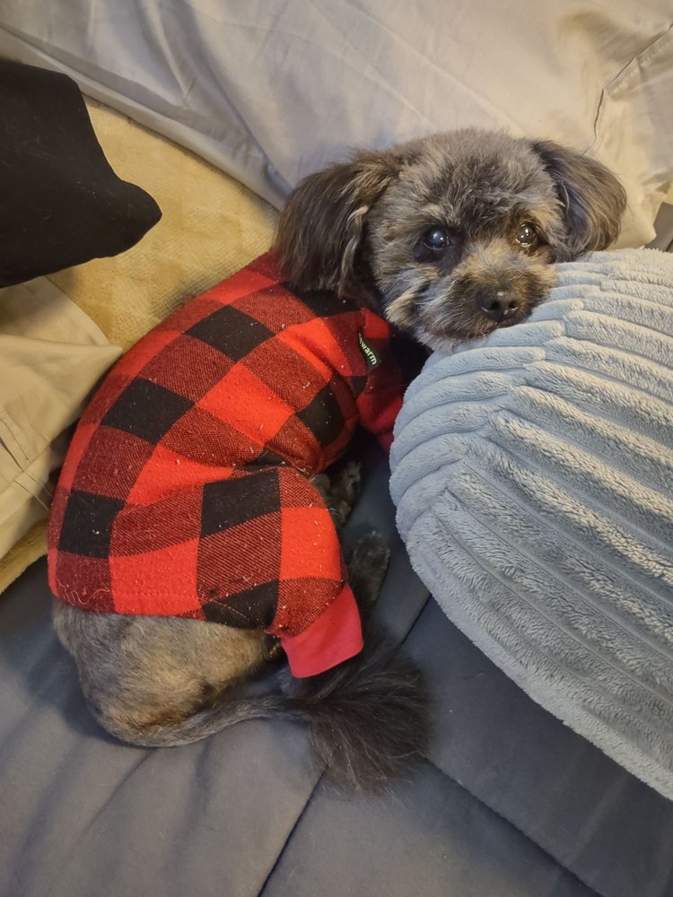 PETCO 16 Photos & 33 Reviews 1100 Middle Country Rd, Selden, New