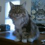 Photo of 4 Seasons Cat Hospital
