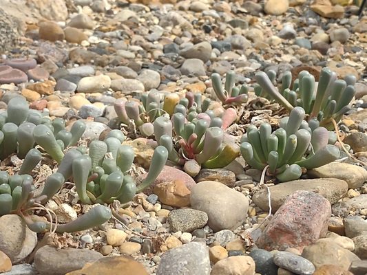 Matthaei Botanical Gardens by null