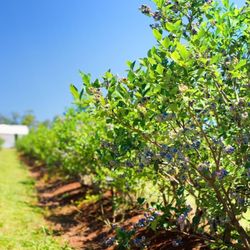 Russell Blueberry Farm & Nursery