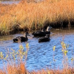 Parker River National Wildlife Refuge