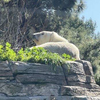 Polar Bear Plunge - Zoos Near Me - San Diego, California Polar Bear Plunge - Zoos Near Me - San Diego, California