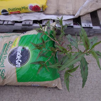 Tractor Supply - How long did it take to ignore a broken bag on the front sidewalk to grow a 2 foot weed!!!???  Tacky! - Department Stores Near Me - Elk River, Minnesota
