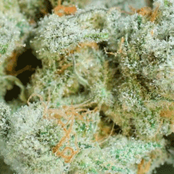Helping Hands Cannabis - Boulder Medical Marijuana Dispensary photos of Chernobyl Strain Macro.