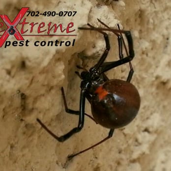 Extreme Pest Control - Black Widow spider - Pest Control Near Me - Las Vegas, Nevada Extreme Pest Control - Black Widow spider - Pest Control Near Me - Las Vegas, Nevada