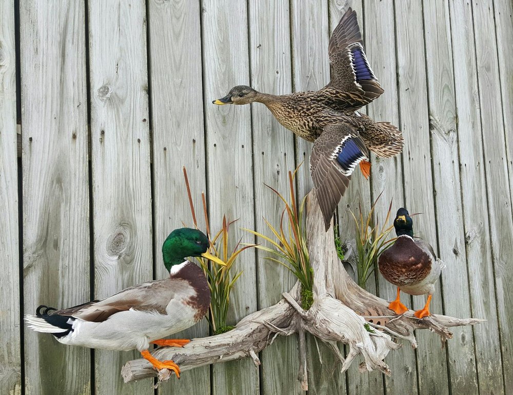 In Your Sight Taxidermy/Wild Game Processing - taxidermy in Richlands, NC