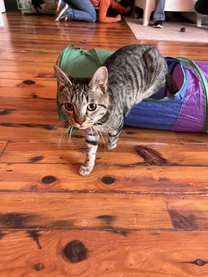 Mac Tabby Cat Cafe - Charlotte by null