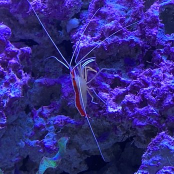 SeaQuest - Lynchburg - Shrimp - Aquariums Near Me - Lynchburg, Virginia
