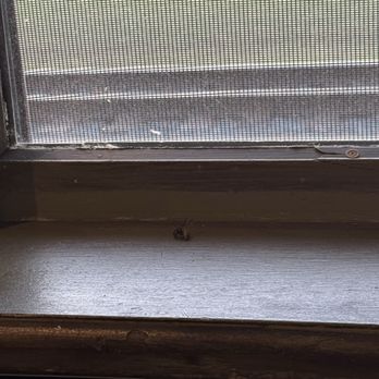 Silver Beach Pizza - Dead bee - Pizza Near Me - Saint Joseph, Michigan