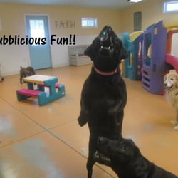 Dogs Bay - Doggie Daycare! Two locations to serve you. Holland South on 64th St and Holland North on Riley and 132nd Ave.!
