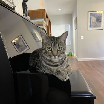 Del Mar Veterinary Hospital - Milo - Veterinarians Near Me - Del Mar, California