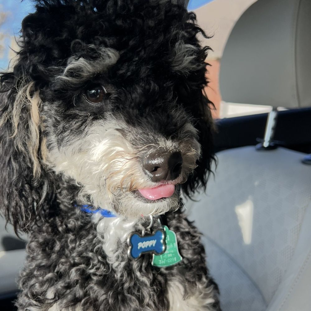 PetSmart - Before his grooming service. - Pet Training Near Me - Dallas, Texas