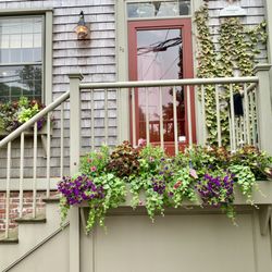 Deborah L. Wilson Garden Services - Examples of Deborah's window box masterpiece.