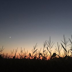 Cambria Corn Maze - Hands down, the best time to go through the maze is at sunset!