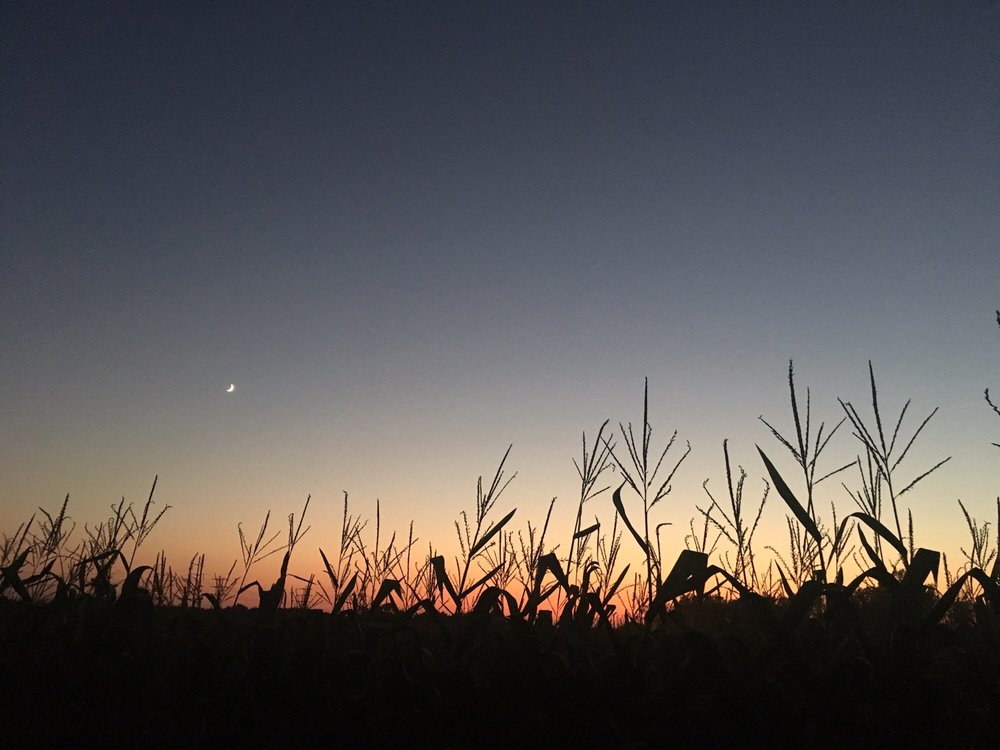 Cambria Corn Maze Logo