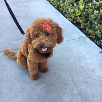The Spaw - Pet Groomers Near Me - Tustin, California The Spaw - Pet Groomers Near Me - Tustin, California