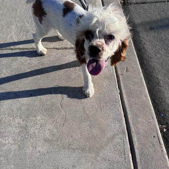 DashHound Grooming - Pet Groomers Near Me - Bakersfield, California DashHound Grooming - Pet Groomers Near Me - Bakersfield, California