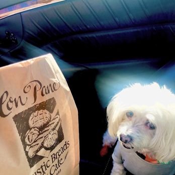 Con Pane Rustic Breads & Cafe - Togo bag of goodies and Fendi - Bakeries Near Me - San Diego, California