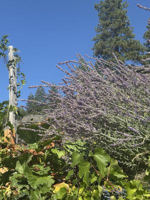 Woods Bay Wine by null