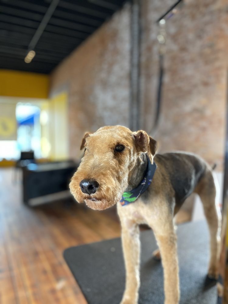 SITTIN’ PURDY GROOMING Updated August 2024 27 Photos 774 Scioto