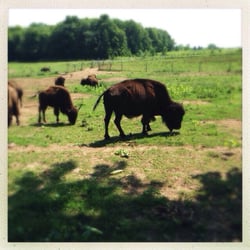 Lakeview Buffalo Farm