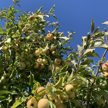 Apple-A-Day Ratzlaff Ranch - ows a tree full of apples - Fruits & Veggies Near Me - Sebastopol, California