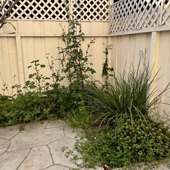 Mateo Diego - Before - Tree Services Near Me - Escondido, California Mateo Diego - Before - Tree Services Near Me - Escondido, California