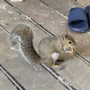 Discovery Cove - The squirrels (birds and other animals) will find and eat your snacks...yes, they will eat through the wrapping. - Amusement Parks Near Me - Orlando, Florida