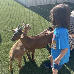 Kids Bouncing Fun - The animals are kept in great shape and well taken care of!