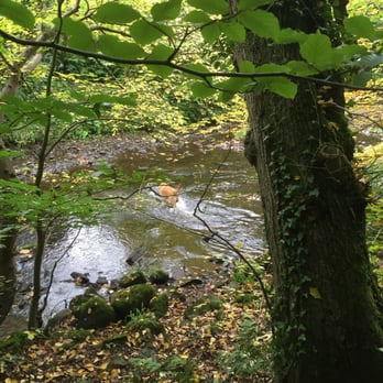 The Water of Leith - One very happy dog making the most of the Water of Leith on a gorgeous autumn day! - Hiking Near Me The Water of Leith - One very happy dog making the most of the Water of Leith on a gorgeous autumn day! - Hiking Near Me