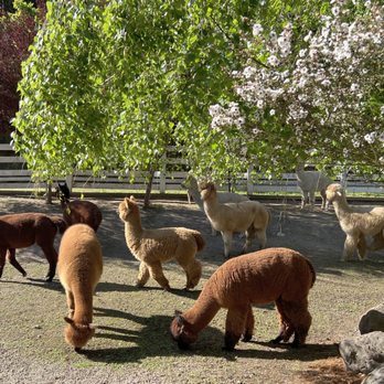 R2 Hillside Ranch - Alpacas grazing - Ranches Near Me - Watsonville, California