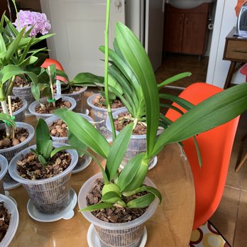 Brookside Orchids - Nurseries & Gardening Near Me - Menlo Park, California