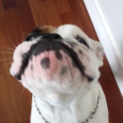 Gentle Hands Pet Sitting and Dog Walking