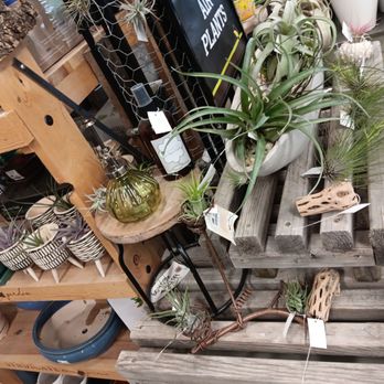 Earl May Garden Center - Air plants - Nurseries & Gardening Near Me - Des Moines, Iowa Earl May Garden Center - Air plants - Nurseries & Gardening Near Me - Des Moines, Iowa
