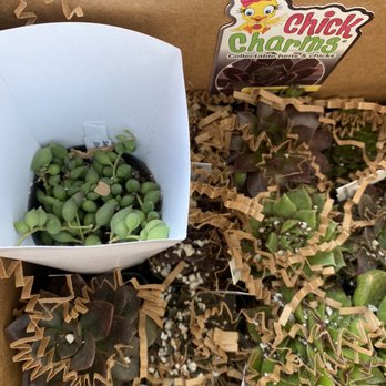 Mountain Crest Gardens - everything good - Nurseries & Gardening Near Me - Fort Jones, California
