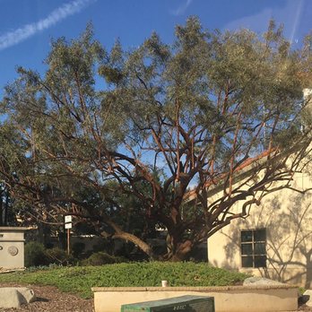 Rancho San Diego County Library - Libraries Near Me - El Cajon, California Rancho San Diego County Library - Libraries Near Me - El Cajon, California