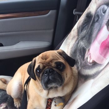 Dirty Paws - Maxx and his mama loves Dirty Paws. - Pet Groomers Near Me - Long Beach, California