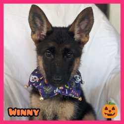 Von Der Stadtrand German Shepherds
