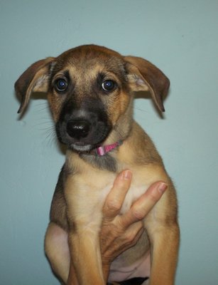 canada del oro pet clinic